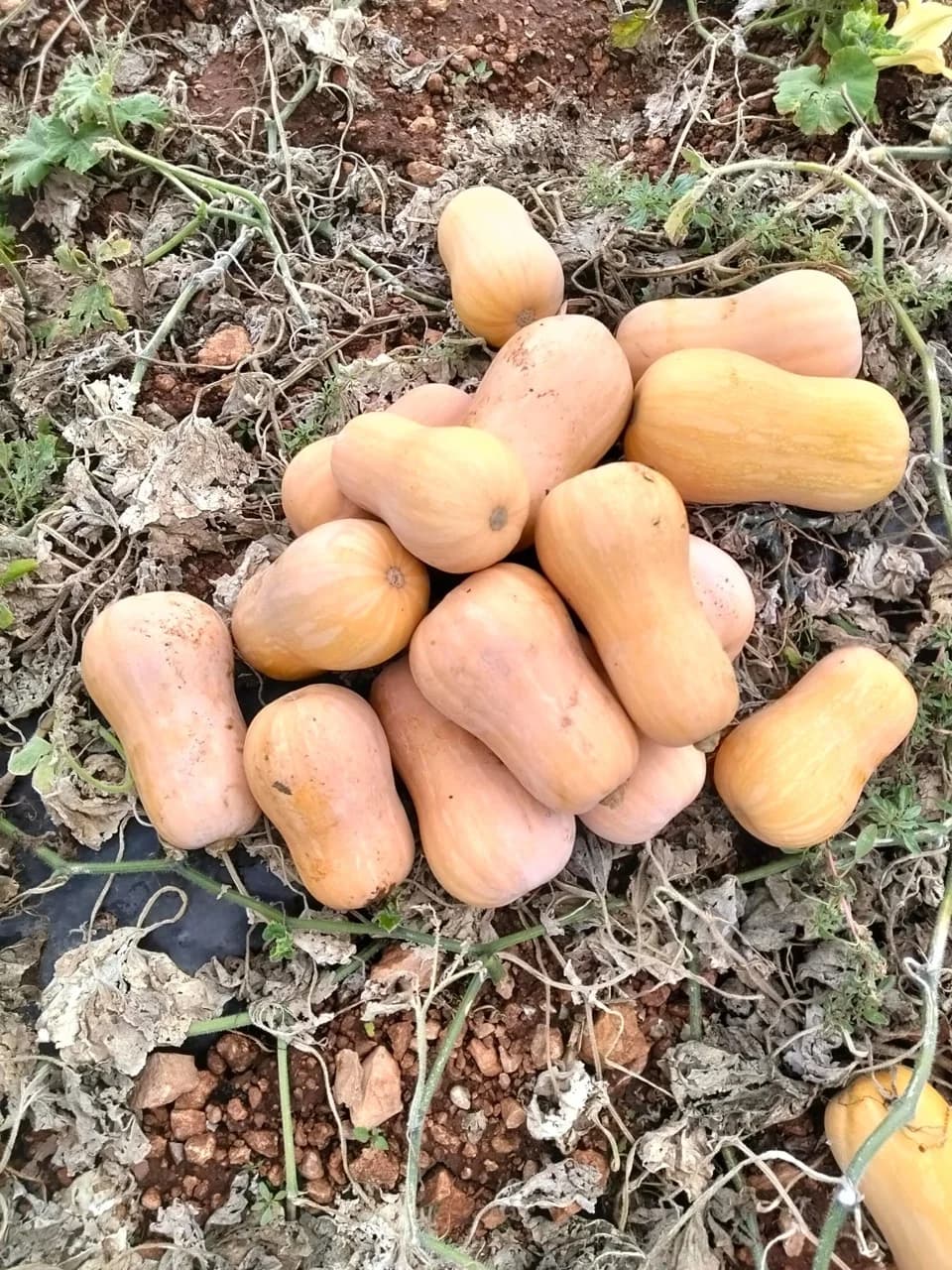 Calabazas